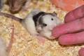 slider_mobile-tierpflegerin016